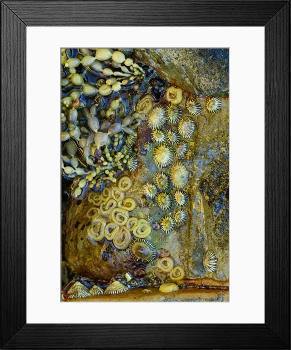 Framed Print : Oceania, Australia, Tasmania, Eaglehawk Neck, Marine life in the Tessellated Pavement Framed Print : Oceania, Australia, Tasmania, Eaglehawk Neck, Marine life in the Tessellated Pavement