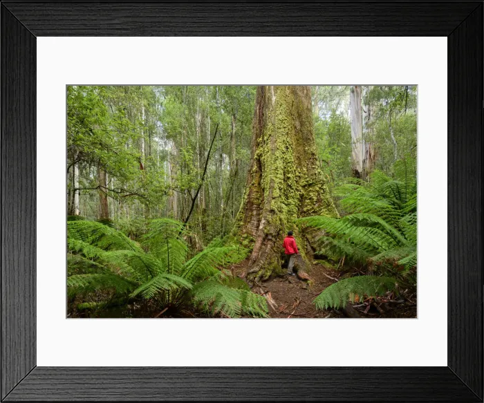 Framed Print : Australia, Australian, Tasmania, Central Highlands, Mount Field National Park, Giant Framed Print : Australia, Australian, Tasmania, Central Highlands, Mount Field National Park, Giant