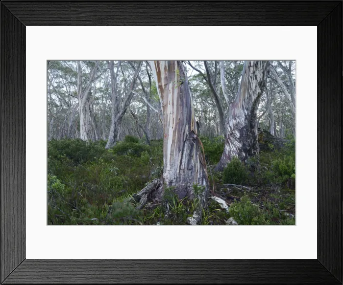Framed Print : Australia, Australian, Tasmania, Franklin-Gordon Wild Rivers National Park, Eucalyptus Framed Print : Australia, Australian, Tasmania, Franklin-Gordon Wild Rivers National Park, Eucalyptus