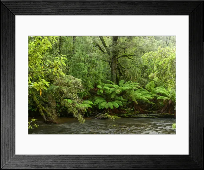 Framed Print : Oceania, Australia, Tasmania, Tarkine Forest Framed Print : Oceania, Australia, Tasmania, Tarkine Forest