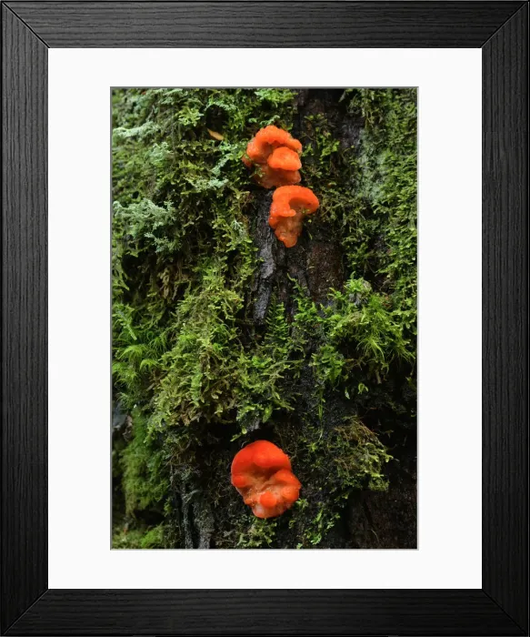 Framed Print : Oceania, Australia, Tasmania, fungus on a mossy tree Framed Print : Oceania, Australia, Tasmania, fungus on a mossy tree