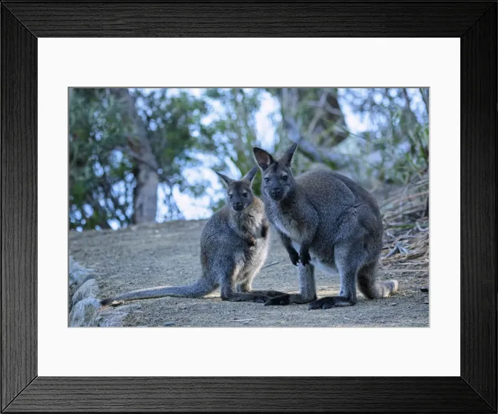 Framed Print : Oceania, Australia, Tasmania, Tasman Peninsula, Tasman National Park, Cape Hauy, Mother Framed Print : Oceania, Australia, Tasmania, Tasman Peninsula, Tasman National Park, Cape Hauy, Mother