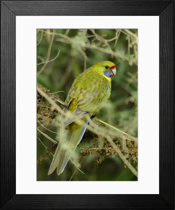 Framed Print : Australia, Tasmania, Tasman Peninsula, Tasmanian Rosella Bird Framed Print : Australia, Tasmania, Tasman Peninsula, Tasmanian Rosella Bird