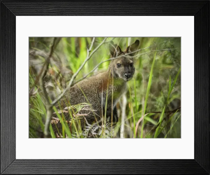 Framed Print : Australia, Tasmania, Tasman Peninsula, Tasman National Park, Cape Hauy, Wallaby Framed Print : Australia, Tasmania, Tasman Peninsula, Tasman National Park, Cape Hauy, Wallaby