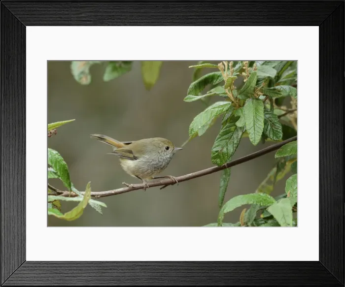 Framed Print : Oceania, Australia, Tasmania, Bird perched on branch Framed Print : Oceania, Australia, Tasmania, Bird perched on branch