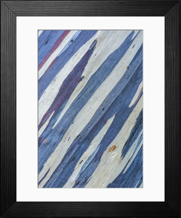 Framed Print : Eucalyptus Tree Bark, Tasmania Framed Print : Eucalyptus Tree Bark, Tasmania