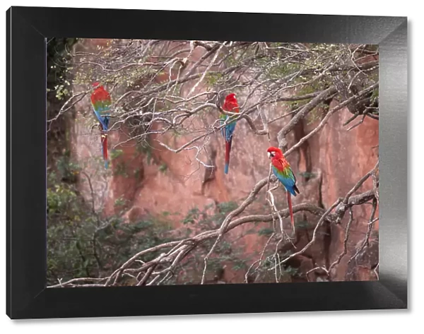 South America, Brazil, Mato Grosso, Bonito, Ara chloropterus, Red-and-green Macaw
