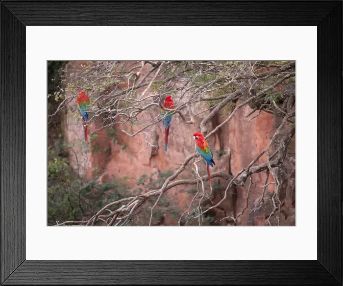 Framed Print : South America, Brazil, Mato Grosso, Bonito, Ara chloropterus, Red-and-green Macaw Framed Print : South America, Brazil, Mato Grosso, Bonito, Ara chloropterus, Red-and-green Macaw