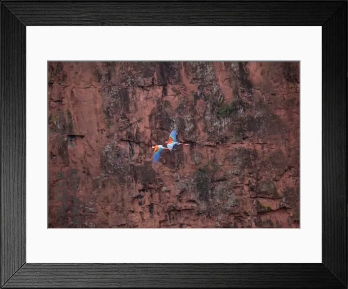 Framed Print : South America, Brazil, Mato Grosso, Bonito, Ara chloropterus (Red-and-green Macaw) Framed Print : South America, Brazil, Mato Grosso, Bonito, Ara chloropterus (Red-and-green Macaw)