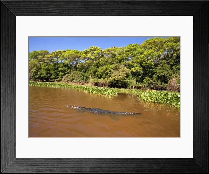 Framed Print : South America, Brazil, Mato Grosso, Pantanal, a Yacare caiman, Caiman crocodilus yacare Framed Print : South America, Brazil, Mato Grosso, Pantanal, a Yacare caiman, Caiman crocodilus yacare