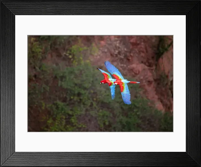 Framed Print : South America, Brazil, Mato Grosso, Bonito, Ara chloropterus (Red-and-green Macaw) Framed Print : South America, Brazil, Mato Grosso, Bonito, Ara chloropterus (Red-and-green Macaw)