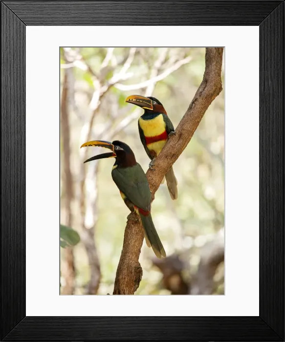 Framed Print : South America, Brazil, Sao Paulo, Chestnut Eared Aracari, Pteroglossus castanotis Framed Print : South America, Brazil, Sao Paulo, Chestnut Eared Aracari, Pteroglossus castanotis