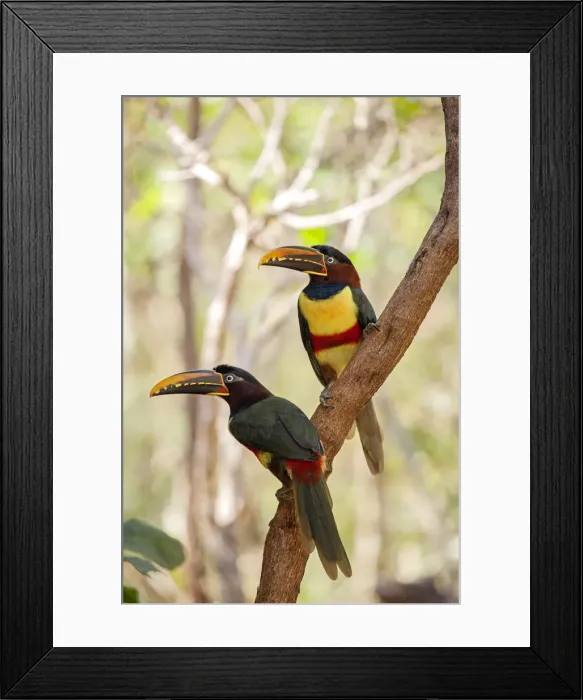 Framed Print : South America, Brazil, Sao Paulo, Chestnut Eared Aracari, Pteroglossus castanotis Framed Print : South America, Brazil, Sao Paulo, Chestnut Eared Aracari, Pteroglossus castanotis