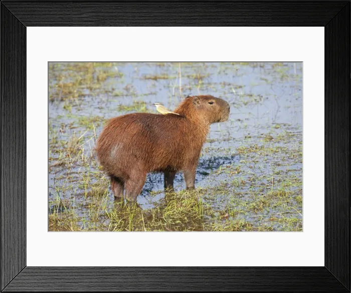 Framed Print : South America, Brazil, Mato Grosso, Pantanal, a capybara, Hydrochoerus hydrochaeris Framed Print : South America, Brazil, Mato Grosso, Pantanal, a capybara, Hydrochoerus hydrochaeris