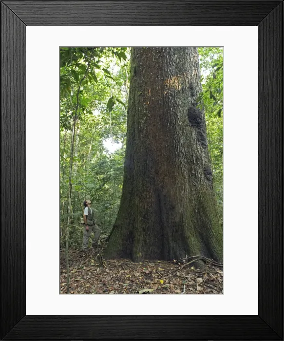 Framed Print : South America, Brazil, Mato Grosso, Castanheira do Brasil, a tourist stands next to Framed Print : South America, Brazil, Mato Grosso, Castanheira do Brasil, a tourist stands next to