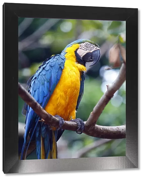 South America, Brazil, Blue and Yellow Macaw, Ara ararauna