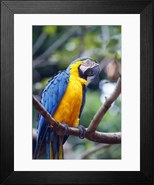 Framed Print : South America, Brazil, Blue and Yellow Macaw, Ara ararauna Framed Print : South America, Brazil, Blue and Yellow Macaw, Ara ararauna