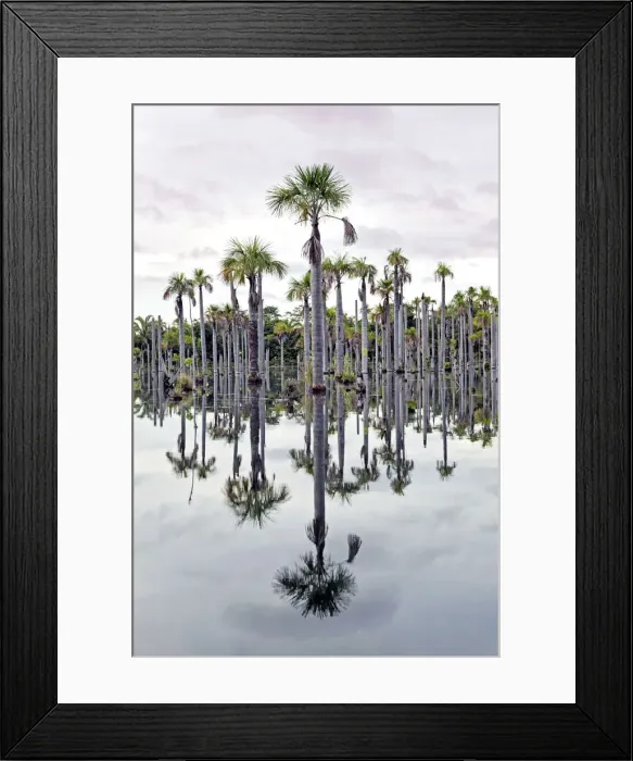 Framed Print : South America, Brazil, Mato Grosso, Nobres, Buriti palms at the Lagoa das Araras Framed Print : South America, Brazil, Mato Grosso, Nobres, Buriti palms at the Lagoa das Araras