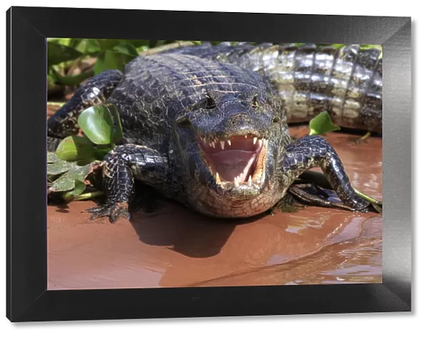 South America, Brazil, Mato Grosso, Pantanal, a Yacare caiman, Caiman crocodilus yacare