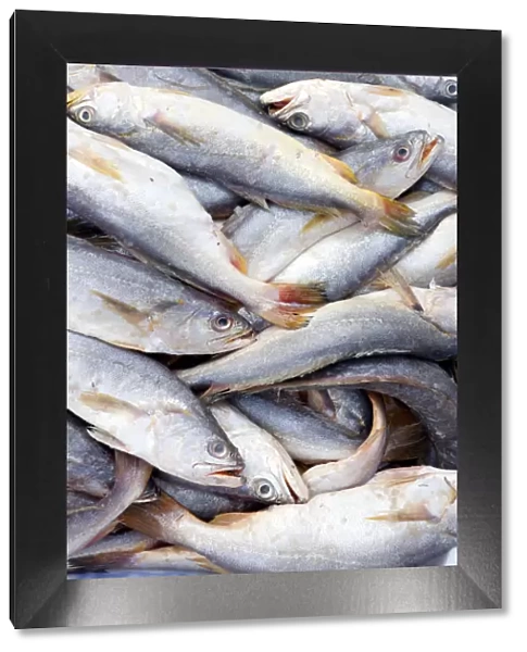 South America, Brazil, Para, Belem, Amazon, Amazon river fish for sale at the Ver-o-Peso
