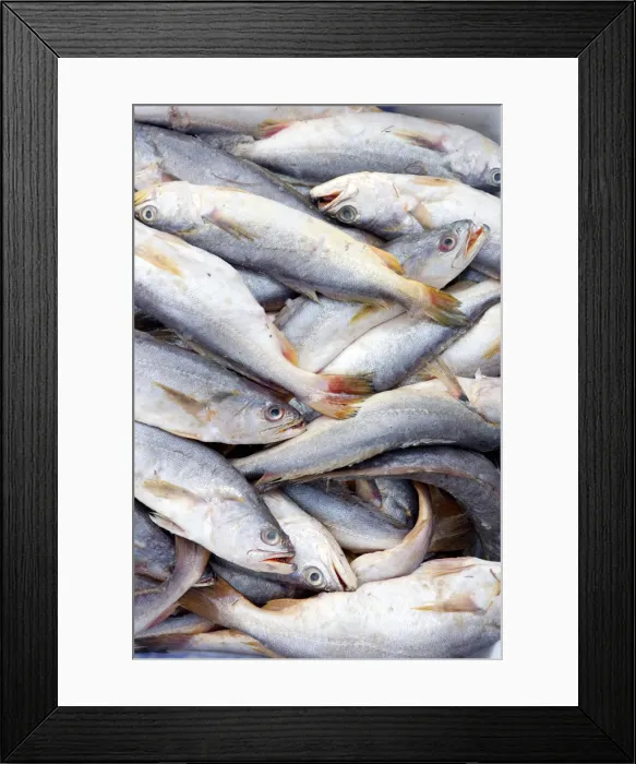 Framed Print : South America, Brazil, Para, Belem, Amazon, Amazon river fish for sale at the Ver-o-Peso