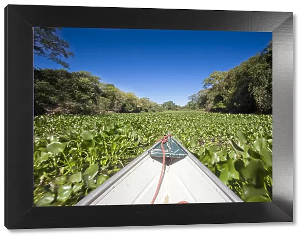 South America, Brazil, Mato Grosso, Pantanal, a boat ploughing through water hyacinth