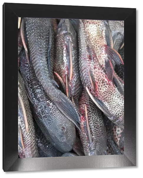 South America, Brazil, Para, Belem, Amazon, Amazon river fish for sale at the Ver-o-Peso
