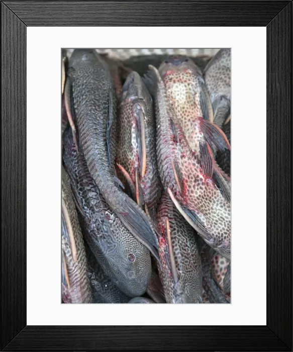 Framed Print : South America, Brazil, Para, Belem, Amazon, Amazon river fish for sale at the Ver-o-Peso Framed Print : South America, Brazil, Para, Belem, Amazon, Amazon river fish for sale at the Ver-o-Peso