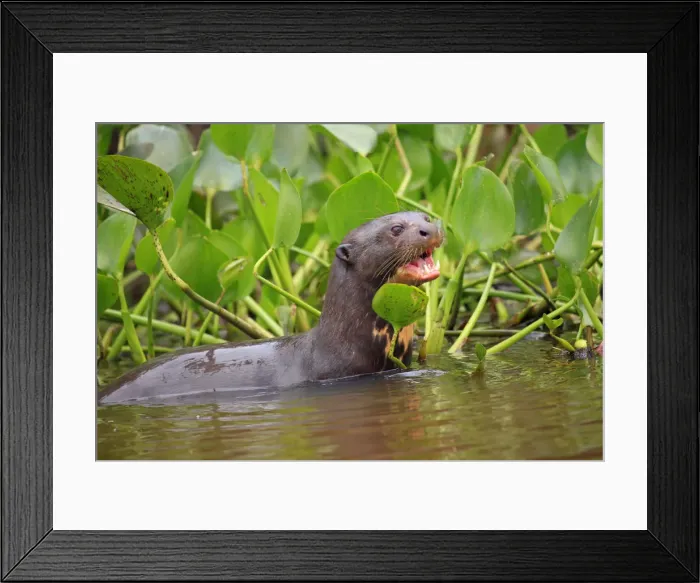 Framed Print : South America, Brazil, Mato Grosso, Pantanal, a giant otter
