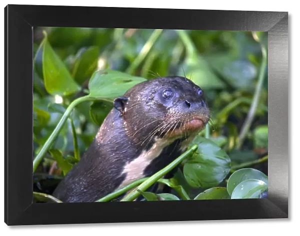 South America, Brazil, Mato Grosso, Pantanal, a giant otter