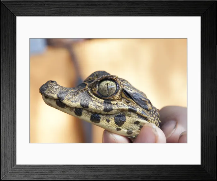 Framed Print : South America, Brazil, Mato Grosso do Sul, Pantanal, a baby Yacare caiman, Caiman Framed Print : South America, Brazil, Mato Grosso do Sul, Pantanal, a baby Yacare caiman, Caiman