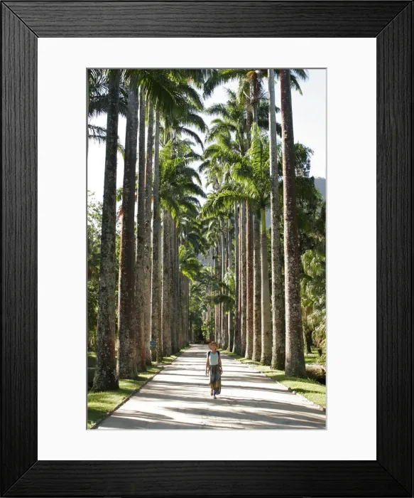 Framed Print : South America, Brazil, Rio de Janeiro State, Rio de Janeiro city, the avenue of royal Framed Print : South America, Brazil, Rio de Janeiro State, Rio de Janeiro city, the avenue of royal