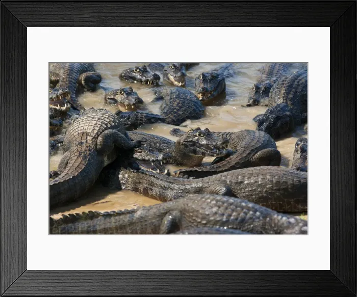 Framed Print : South America, Brazil, Mato Grosso do Sul, Yacare Caiman in the Brazilian Pantanal Framed Print : South America, Brazil, Mato Grosso do Sul, Yacare Caiman in the Brazilian Pantanal