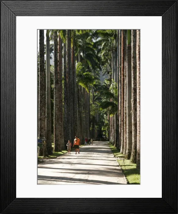 Framed Print : South America, Brazil, Rio de Janeiro State, Rio de Janeiro city, the avenue of royal Framed Print : South America, Brazil, Rio de Janeiro State, Rio de Janeiro city, the avenue of royal
