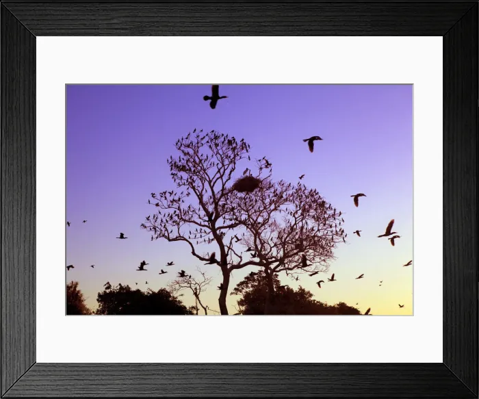 Framed Print : South America, Brazil, Mato Grosso do Sul, a tree in the Pantanal with nesting Jabiru Framed Print : South America, Brazil, Mato Grosso do Sul, a tree in the Pantanal with nesting Jabiru