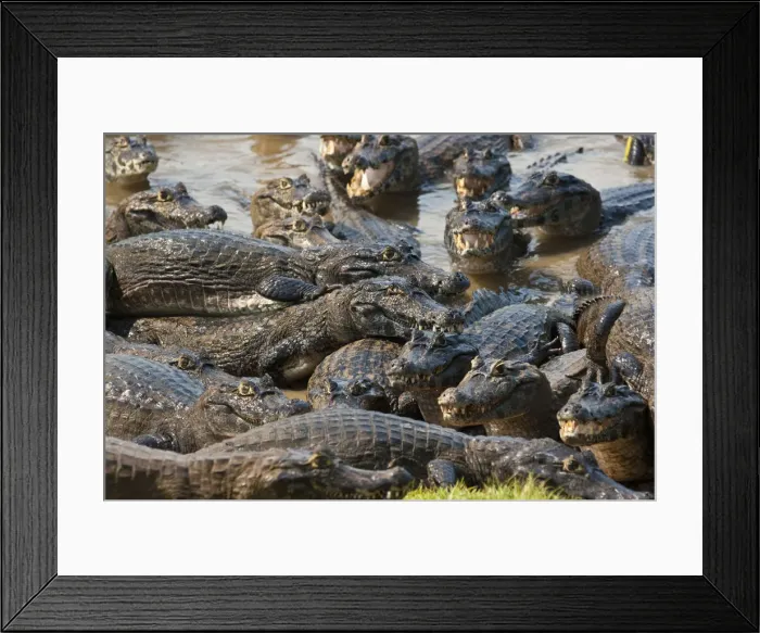 Framed Print : South America, Brazil, Mato Grosso do Sul, Yacare Caiman in the Brazilian Pantanal Framed Print : South America, Brazil, Mato Grosso do Sul, Yacare Caiman in the Brazilian Pantanal
