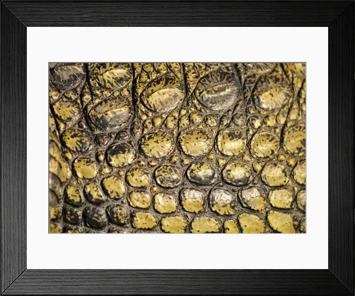 Framed Print : Africa, Botswana, Chobe National Park, Close up of crocodile skin Framed Print : Africa, Botswana, Chobe National Park, Close up of crocodile skin