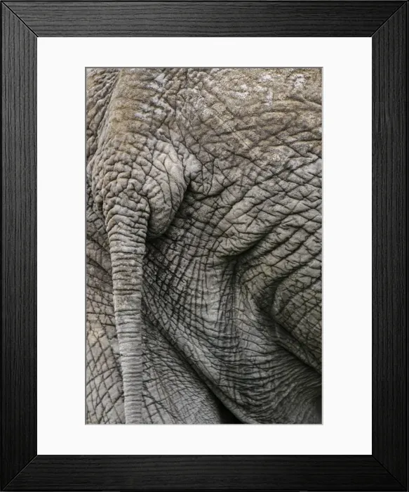 Framed Print : Africa, Botswana, Okavango delta. the rear side of an elephant Framed Print : Africa, Botswana, Okavango delta. the rear side of an elephant