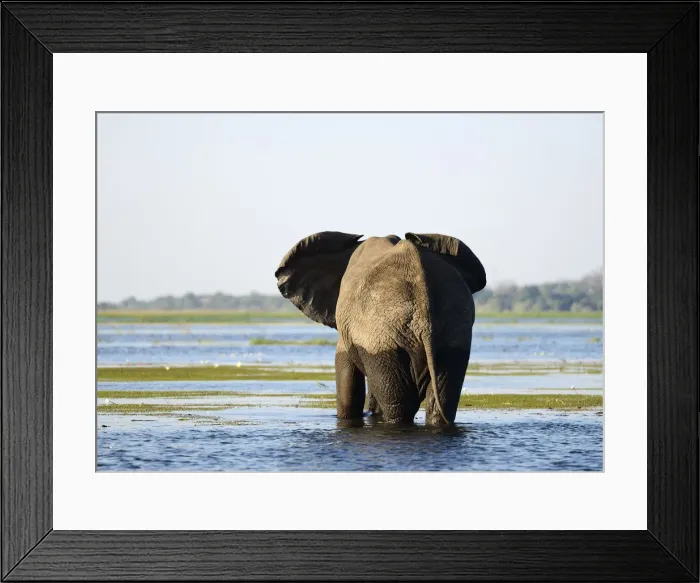 Framed Print : Elephant walking through Chobe River, Chobe National Park, near the town of Kasane Framed Print : Elephant walking through Chobe River, Chobe National Park, near the town of Kasane