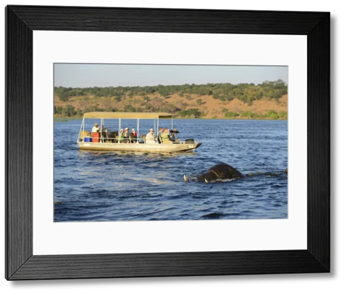Framed Print : Elephant walking through Chobe River, Chobe National Park, near the town of Kasane Framed Print : Elephant walking through Chobe River, Chobe National Park, near the town of Kasane