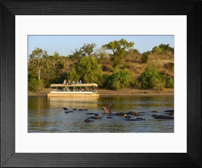Framed Print : Hippos and tour boat, hippopotamus amphibius, Chobe River, Chobe National Park, near Framed Print : Hippos and tour boat, hippopotamus amphibius, Chobe River, Chobe National Park, near