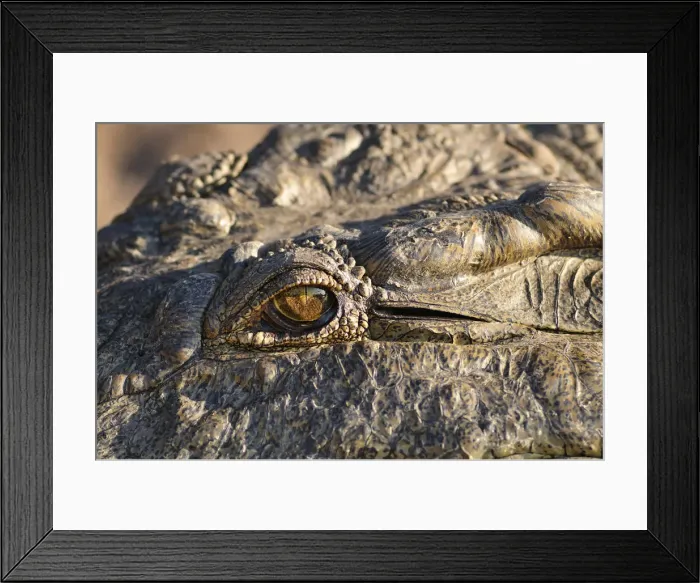 Framed Print : Africa, Botswana, Chobe National Park, lose up of Crocodiles eye Framed Print : Africa, Botswana, Chobe National Park, lose up of Crocodiles eye