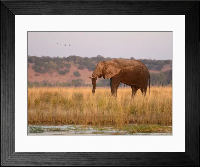 Framed Print : Elephant on island at Chobe River, Botswana flag, no mans land, Chobe National Park Framed Print : Elephant on island at Chobe River, Botswana flag, no mans land, Chobe National Park