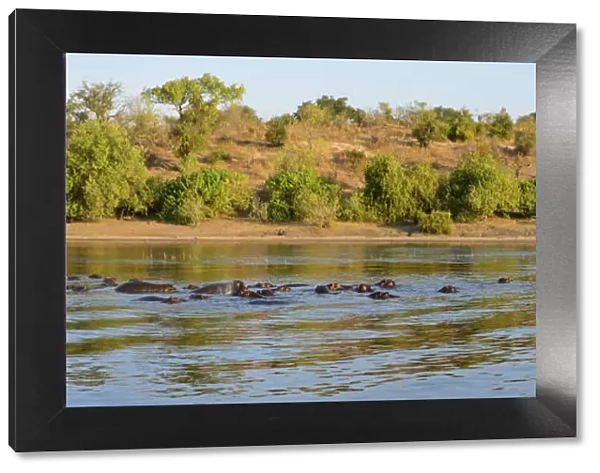 Hippos and tour boat, hippopotamus amphibius, Chobe River, Chobe National Park, near
