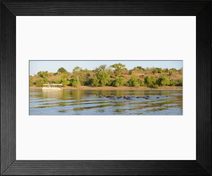 Framed Print : Hippos and tour boat, hippopotamus amphibius, Chobe River, Chobe National Park, near Framed Print : Hippos and tour boat, hippopotamus amphibius, Chobe River, Chobe National Park, near