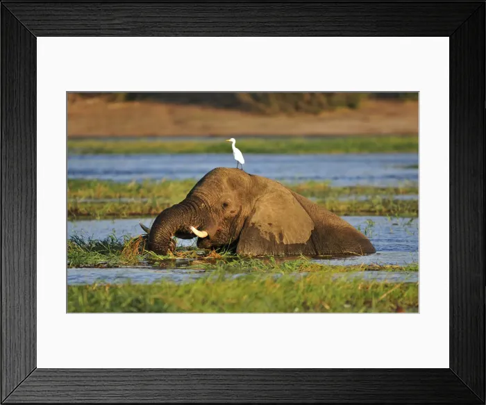 Framed Print : Elephant walking through Chobe River, Chobe National Park, near the town of Kasane Framed Print : Elephant walking through Chobe River, Chobe National Park, near the town of Kasane