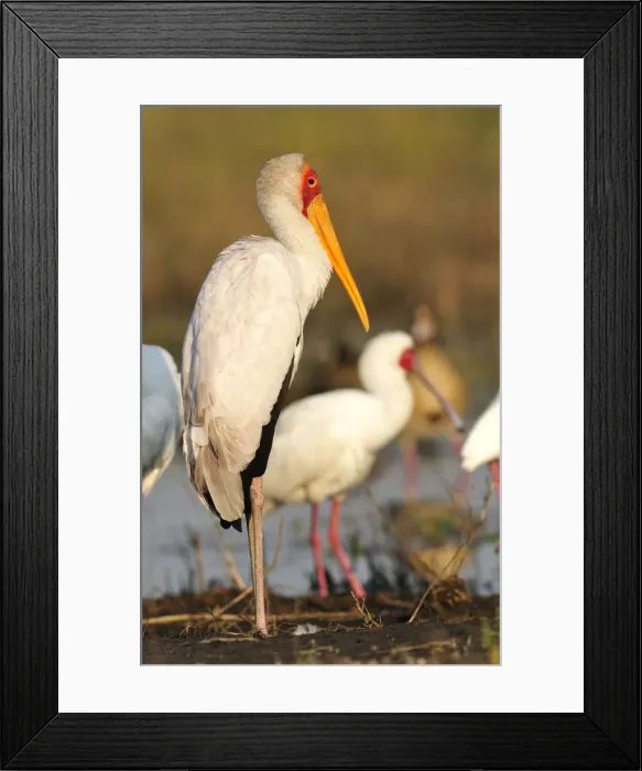 Framed Print : Yellow-billed Stork, Mycteria ibis, Chobe National park near town of Kasane, Botswana Framed Print : Yellow-billed Stork, Mycteria ibis, Chobe National park near town of Kasane, Botswana