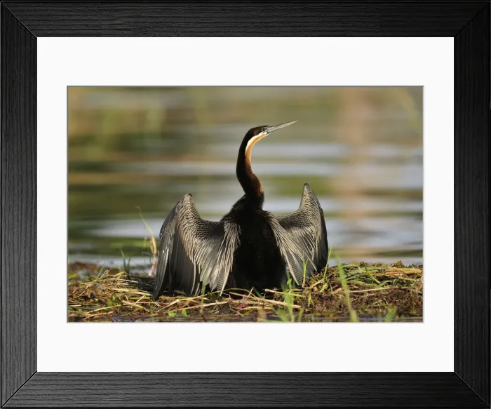Framed Print : African Darter, Anhinga rufa, Chobe National Park, near the town of Kasane, Botswana Framed Print : African Darter, Anhinga rufa, Chobe National Park, near the town of Kasane, Botswana