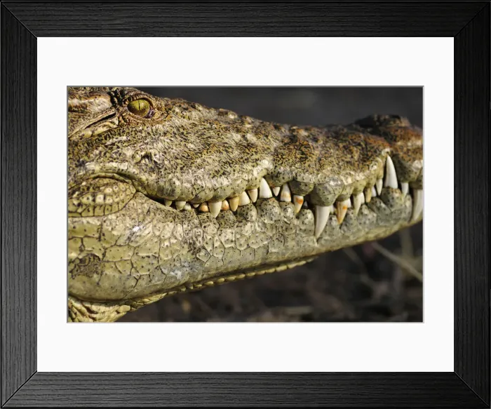 Framed Print : Africa, Botswana, Chobe National Park, Close up of crocodile Framed Print : Africa, Botswana, Chobe National Park, Close up of crocodile