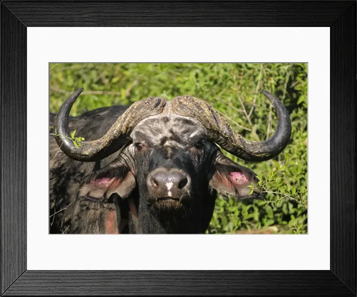 Framed Print : Buffalo, Syncerus caffer, Chobe National Park, Botswana, Africa Framed Print : Buffalo, Syncerus caffer, Chobe National Park, Botswana, Africa